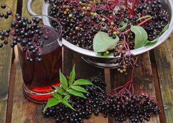 Holundersaft selber machen: Einfaches Rezept wie von Oma