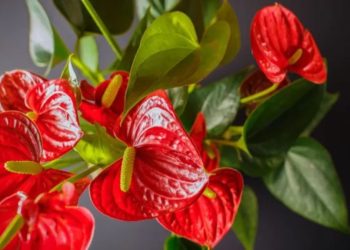 Anthurium-Wohlbefinden: So bleibt Ihre Flamingopflanze glücklich