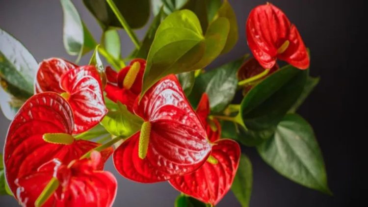 Anthurium-Wohlbefinden: So bleibt Ihre Flamingopflanze glücklich