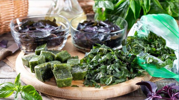 Basilikum einfrieren: Wie das Königskraut aromatisch bleibt