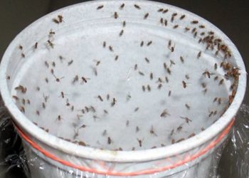Effektive Mischung gegen Kakerlaken, Fliegen und Mücken in 1 Stunde!