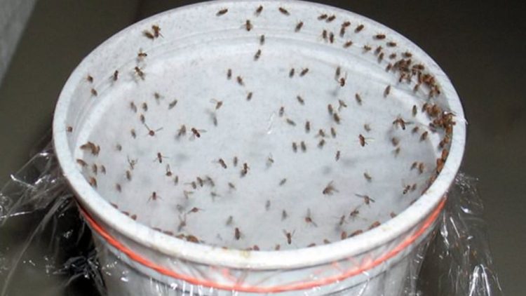 Effektive Mischung gegen Kakerlaken, Fliegen und Mücken in 1 Stunde!