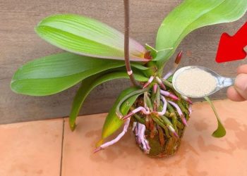 Reis ist Geheimwunder für Orchideen
