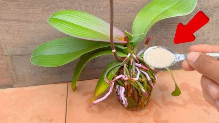 Reis ist Geheimwunder für Orchideen