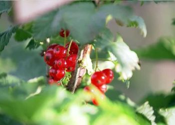 Sommer-Rezepte: Chia-Pudding und Salat mit Beeren