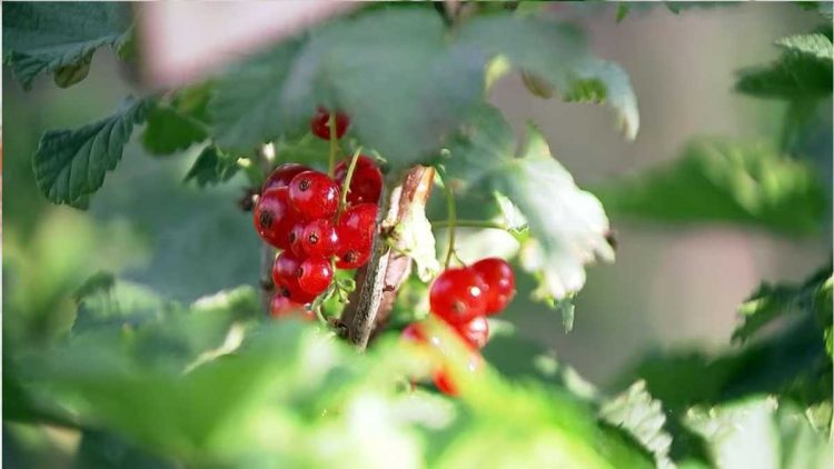 Sommer-Rezepte: Chia-Pudding und Salat mit Beeren