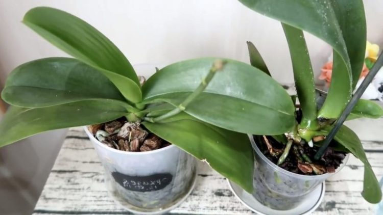 Wie Sie Ihre Orchidee zum Blühen bringen und vor Krankheiten schützen