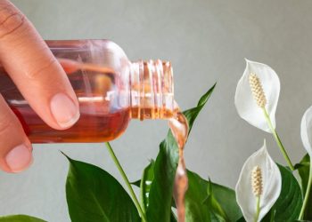 Spathiphyllum: Der natürliche Trick für üppige Blütenpracht