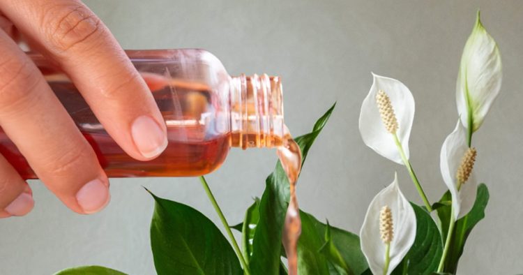 Spathiphyllum: Der natürliche Trick für üppige Blütenpracht