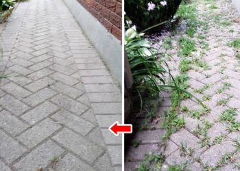 Unkrautvernichter selber machen