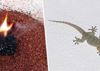 Geckos aus dem Haus fernhalten