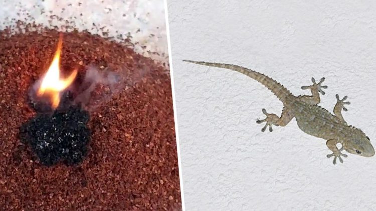 Geckos aus dem Haus fernhalten