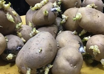 Kartoffeln richtig lagern