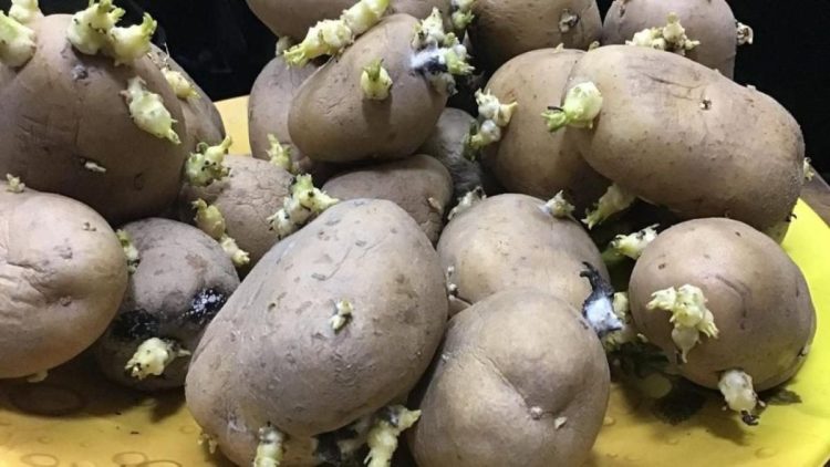 Kartoffeln richtig lagern